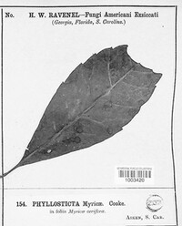 Phyllosticta myricae image